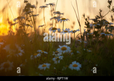 Champ avec des marguerites sauvages au coucher du soleil, Close up Banque D'Images
