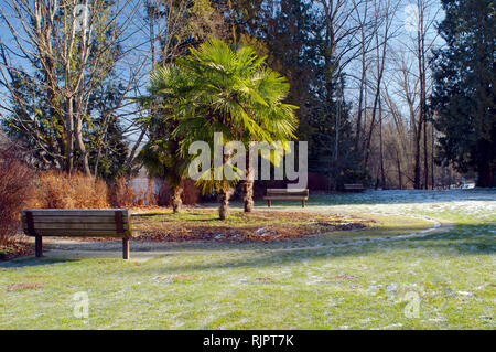 Une plantation de palmiers avec des bancs de chaque côté situé dans la région de Shoreline Park, Rocky Point, Port Moody, en Colombie-Britannique, Canada. Banque D'Images