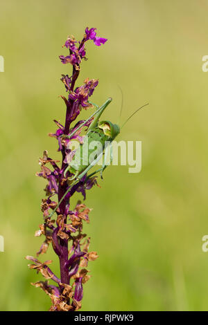 Photo nature de Grand Vu le cerf de Bush-cricket avec orchid Banque D'Images