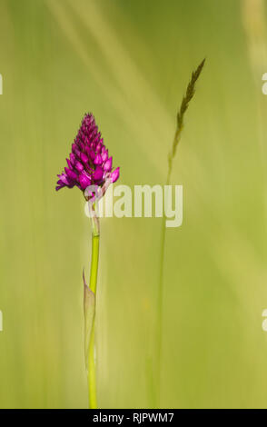 Photo d'orchidée pyramidale dans la nature tchèque Banque D'Images