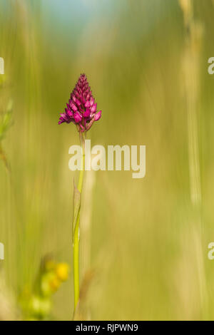 Photo d'orchidée pyramidale dans la nature tchèque Banque D'Images