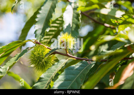 Le châtaignier (castanea sativa), close up Banque D'Images