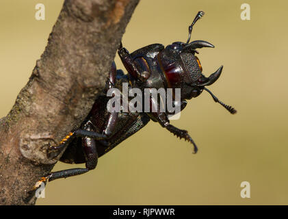 La faune macro photo de moindre stag beetle Banque D'Images