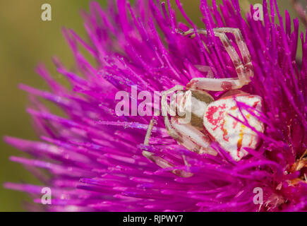 La faune macro photo d'araignée Crabe Banque D'Images