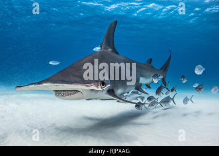 Grand requin marteau en banc de poissons, Alice Town, Bimini, Bahamas Banque D'Images