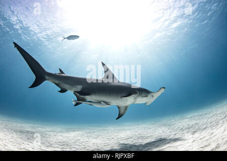 Grand requin marteau, Alice Town, Bimini, Bahamas Banque D'Images