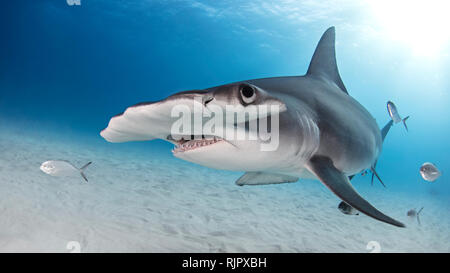 Grand requin marteau, Alice Town, Bimini, Bahamas Banque D'Images