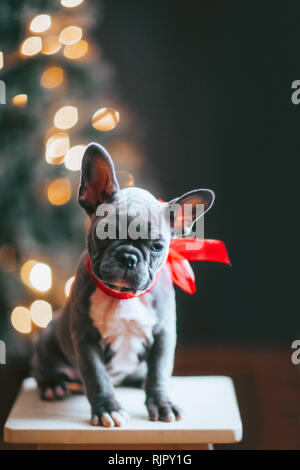 Jeune Bouledogue Français wearing red bow pour Noël Banque D'Images