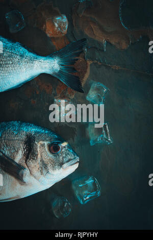 Poisson cru frais isolé sur fond bleu foncé vintage avec de la glace en vue de dessus Banque D'Images