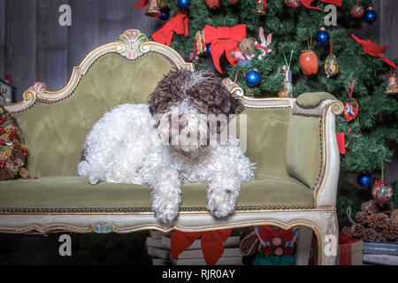 Lagotto Romagnolo chien assis dans un canapé, le temps de Noël Banque D'Images