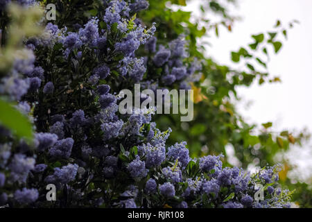 Fleurs lilas fleurs pourpre à l'extérieur au printemps. Jardin botanique de Bush Banque D'Images