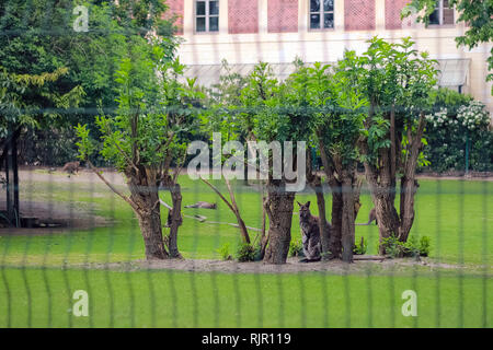 Kangourou femelle avec un peu cub dans le zoo sur le terrain avec les arbres, l'herbe et le feuillage dans l'arrière-plan Banque D'Images