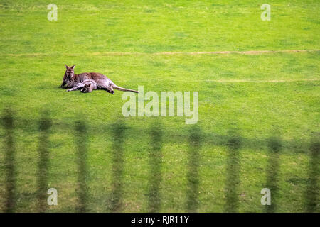 Kangourou femelle avec un peu cub dans le zoo sur le terrain avec les arbres, l'herbe et le feuillage dans l'arrière-plan Banque D'Images