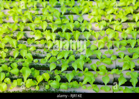 Les jeunes légumes hydroponiques , avec plusieurs types de laitue, de plus en plus sur l'eau Banque D'Images