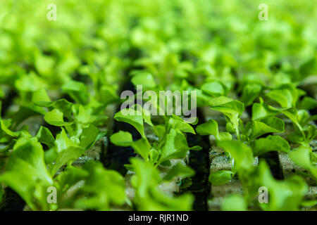 Close up de jeunes légumes hydroponiques , avec plusieurs types de laitue, de plus en plus sur l'eau Banque D'Images