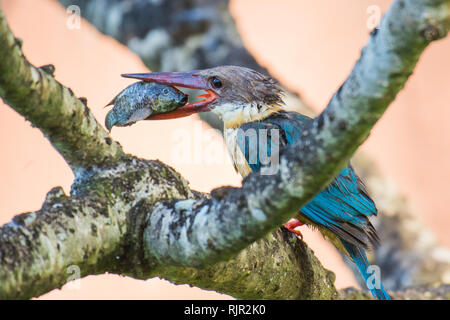 Stork facturés avec Kingfisher pris le poisson, assis sur une branche Banque D'Images