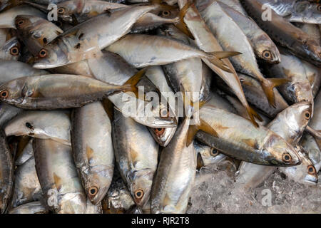 Cambodge, Preah Koh Kong, du centre-ville, le Marché Central, Dong Psar Tong, décrochage du poisson Banque D'Images