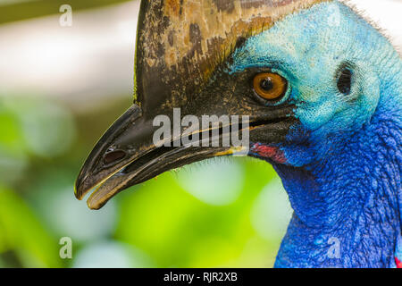 Closeup portrait of a beau casoar sud exotiques Banque D'Images