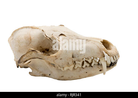 Le renard roux, Vulpes vulpes, crâne de mammifère Banque D'Images