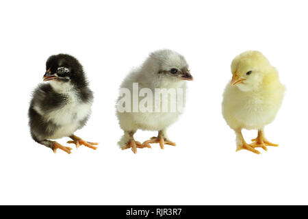 Trois variantes de couleur du cuivre français / Poussins Poules Maran isolé sur un fond blanc. Noir, Bleu et Splash. Banque D'Images