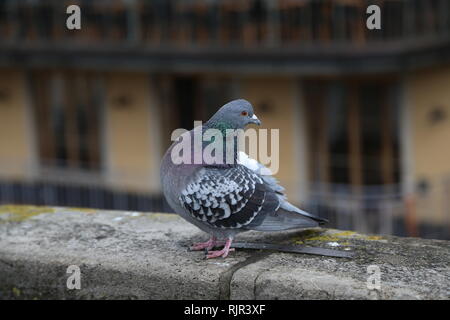 Les pigeons dans la ville / portrait Pigeon dans le parc Banque D'Images