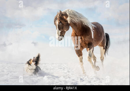 American Paint horse avec chien en journée ensoleillée en hiver. République tchèque Banque D'Images