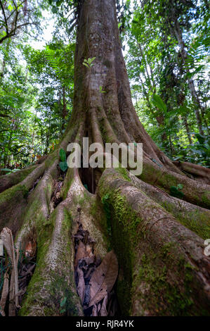 Arbre avec butress racines dans la forêt tropicale du Costa Rica Banque D'Images