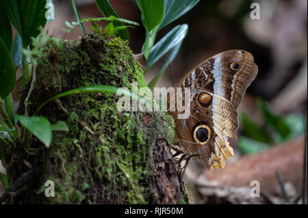 Grumes de jaune (Caligo atreus Owl géant papillon) en forêt tropicale, le Costa Rica Banque D'Images