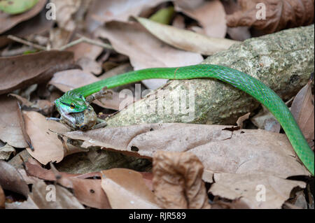 La Serpent Parrot (Leptophis Depressirostris tiphonius Trachycephalus grenouille manger) dans le parc national Corcovado, Costa Rica Banque D'Images