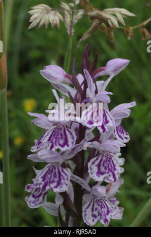 La santé de l'ouest (Dactylorhiza maculata) floraison sur une prairie humide près de Haltern, dans le sud de Münster, Allemagne Banque D'Images