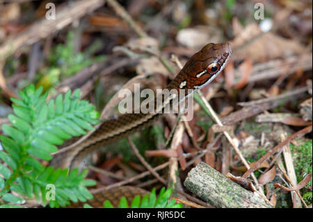 Serpent brun gracieux orné (Rhadinaea decorata) dans une forêt tropicale, le Costa Rica Banque D'Images