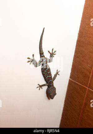 Le Cambodge, la province de Koh Kong, Tatai, Rainbow Lodge, homme, Tokay Gekko gecko (gecko) sur mur de salle de bains Banque D'Images