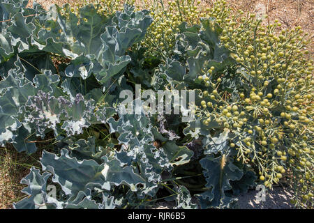 Chou sur mer Platte Saline, Aurigny Banque D'Images