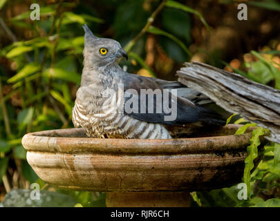 Paza pacifique / Crested Hawk, Aviceda subcristata australienne, avec des yeux jaune étincelant de rapaces en jardin bain d'oiseaux contre le feuillage vert en arrière-plan Banque D'Images