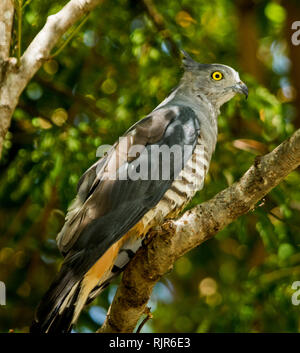 Paza pacifique / Crested Hawk, Aviceda subcristata australienne, avec des yeux jaune étincelant de rapaces sur log contre le feuillage vert en arrière-plan dans le jardin Banque D'Images