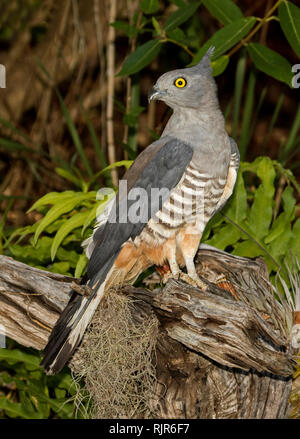 Paza pacifique / Crested Hawk, Aviceda subcristata australienne, avec des yeux jaune étincelant de rapaces sur log contre le feuillage vert en arrière-plan dans le jardin Banque D'Images