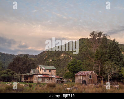 Moutons paissent sur les pâturages et les joncs autour de homestead abandonné, l'ahu Ahu Ohu, Ahuahu, vallée de la rivière Whanganui, île du Nord, Nouvelle-Zélande Banque D'Images