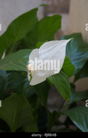 Fleur de lis de l'intérieur de la paix avec ses grandes feuilles vert et en arrière-plan Banque D'Images