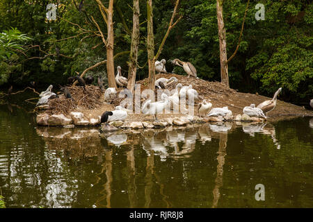 Les pélicans dalmates 5 (Pelecanus crispus) reposant sur la petite île sous les arbres. Banque D'Images