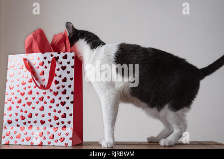 Chat gris et blanc thème Saint-Valentin Banque D'Images