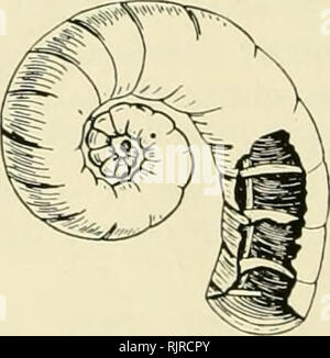 . L'Australian Museum magazine. L'histoire naturelle. Pearly Nautilus shell, réduit de moitié. Comme l'animal déplacé vers l'avant d'habiter une chambre plus grande, elle a construit une nouvelle séparation ; la communication avec chaque appartement est maintenue par un siphon central. [Photo.-(^ ;. C. Chitton. Des céphalopodes. Bien que plus grand en taille, les céphalo- p ::da sont moins nombreux d'individus ou d'espèces que les autres ordres. Elles sont exclusivement marine, faisant un accueil dans chaque climat et sur toutes les côtes de l'Équateur au cercle polaire, et de la piscine dans les rochers à gauche par le retrait de la marée les abysses de l'océan. Ce large distr Banque D'Images