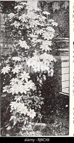 . Automne 1928 : graines bulbes Arbustes et d'arbres. Les arbres fruitiers en Utah Salt Lake City ; arbres ornementaux, Utah Salt Lake City ; Arbustes Utah Salt Lake City ; plantes grimpantes Utah Salt Lake City, Utah (plantes) Salt Lake City ; graines de fleurs Utah Salt Lake City. 18 Porter-Walton Co., Salt Lake City, Utah Hedges, écrans et de Brise-vent pour la frontière de la pelouse, le parc ou la ferme, il y a de la dignité, de la vie privée, l'isolement et de défense en bien choisis, bien entretenu de clôture d'arbustes. Il est souvent souhaitable d'écran vues contestables, dépendances et les propriétés voisines. Cela peut être fait de façon plus efficace ma Banque D'Images