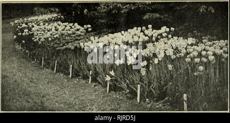 . Automne 1927 : graines bulbes Arbustes et d'arbres. Les arbres fruitiers en Utah Salt Lake City ; arbres ornementaux, Utah Salt Lake City ; Arbustes Utah Salt Lake City ; plantes grimpantes Utah Salt Lake City, Utah (plantes) Salt Lake City ; graines de fleurs Utah Salt Lake City. Porter-Walton Co., Salt Lake City, Utah 5. Groupes de Darwin, Cottage et montrant une belle tulipes obtenteur Effet de masse. Tulipes Darwin géant pour la frontière herbacées, amassé en touffes sur le bord d'arbustes, ou comme Cut-Flowers pour ces vases, sont admis à être le supérieur de tous les tulipes. Darwins sont très précieuses pour la plantation au lit Banque D'Images