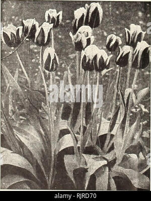 . Automne 1927 : graines bulbes Arbustes et d'arbres. Les arbres fruitiers en Utah Salt Lake City ; arbres ornementaux, Utah Salt Lake City ; Arbustes Utah Salt Lake City ; plantes grimpantes Utah Salt Lake City, Utah (plantes) Salt Lake City ; graines de fleurs Utah Salt Lake City. 4 Porter-Walton Co., Salt Lake City, Utah tulipes la tulipe est toujours attractive pour sa beauté et l'éclat des couleurs et est l'un des populaires au début du printemps des fleurs. Quelques bulbes parsemés ici et là produisent de petits fruits, mais lorsqu'on les plante dans les masses ou en petits groupes, ils deviennent à la fois grand et brillant. Ils sont très résistants et facile de cu Banque D'Images