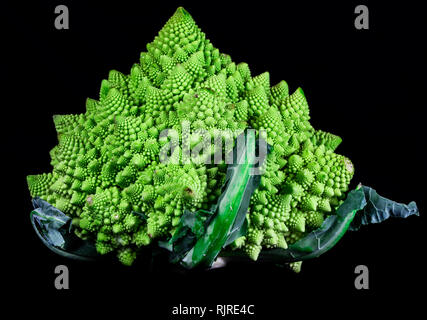 Le brocoli romain isolé sur fond noir Banque D'Images