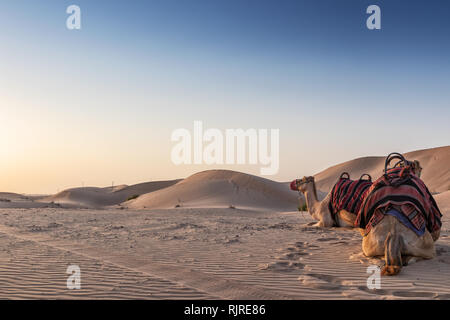 Des chameaux dans le désert d'Abu Dhabi avec le coucher du soleil. Banque D'Images