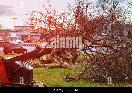 Les branches d'arbres sont placés pour les croustilles de couper des arbres après la tempête Banque D'Images