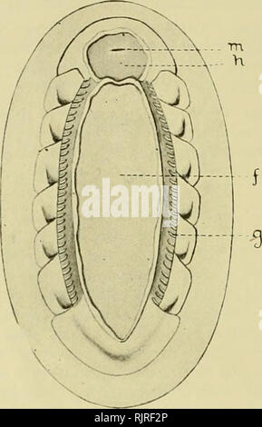 . Le zoologiste australien. Zoologie Zoologie Zoologie ; ;. Une monographie 190 OP LE LORICATES australienne, out. On peut noter les caractéristiques générales de l'a.s suit :-Vue avec une lentille il présente une surface épineuse, les épines disposées en lignes d'environ l(i, deux près du milieu étant beaucoup plus grande et plus fortement accroché que les autres. La longueur totale de la radula peuvent, dans l'importante Loricates de nos côtes, mesure 10 mm., avec une largeur de l mm. Il est utilisé pour briser les proliférations d'aliments par une poussée vers l'avant, les petites particules de nourriture qui est transmis à l'estomac en rétractant le ruban.. Fig. 4.-Une Loricate Banque D'Images