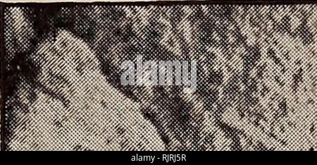 . Les fossiles d'Australasie, un manuel des étudiants de la paléontologie. La paléontologie. Restes humains. 301 reste dans le squelette, Grotte" que ces vestiges sont anciennes. Curieux footprints censé ressembler à impres- sions de pieds humains accompagnés d'impressionner que si elle était faite par les indigènes assis, ont été longtemps connues à partir de l'ancienne rock de dunes de sable de Warrnambool. Ils ont été trouvés à choper7 carrière', sur la route de Port Fairy en 1890 et à une profondeur de 54 pieds. En novembre 1912, une autre découverte de pied semblable.- fi w,^§zMM Wn^. Veuillez noter que ces images sont extraites de la page scannée images susceptibles de ha Banque D'Images