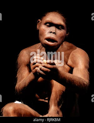 Homo habilis femelle reconstruit ; un projet d'espèces archaïques de l'Homo, qui a vécu entre environ 2,1 et 1,5 millions d'années Banque D'Images